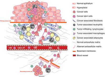 The Role of the Extracellular Matrix and Its Molecular and Cellular Regulators in Cancer Cell Plasticity